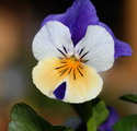 گل بنفشه